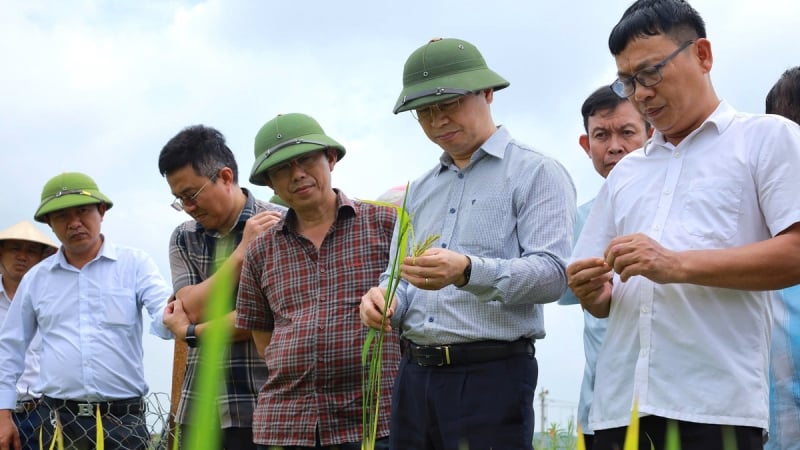 Đánh giá diễn biến sinh trưởng lúa xuân 2025 của Nghệ An