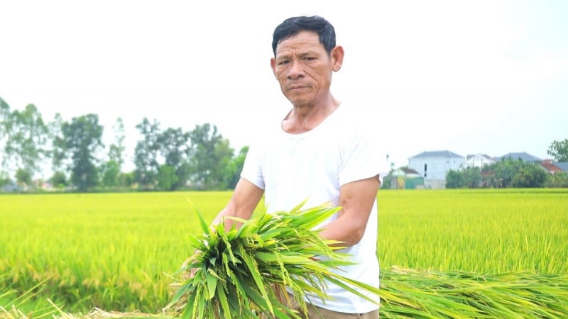 Khoảng 2.500ha lúa đông xuân không kết hạt