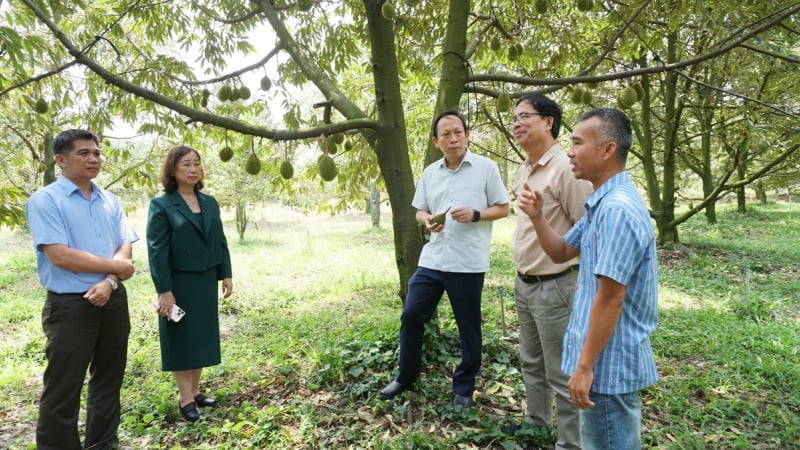 Để sầu riêng xuất khẩu vượt 'hàng rào xanh': Cầm vàng đừng để vàng rơi!