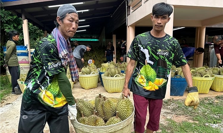 Trung Quốc tăng nhập khẩu sầu riêng 3 tháng liên tiếp