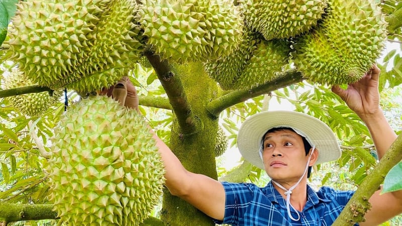 Thủ tướng chỉ đạo quản lý chặt diện tích, mã số vùng trồng sầu riêng