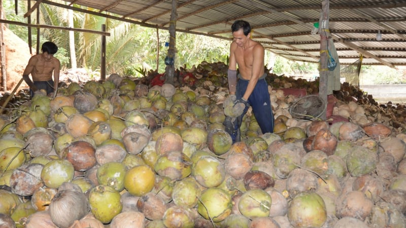 Bến Tre phát triển bền vững giá trị cây dừa
