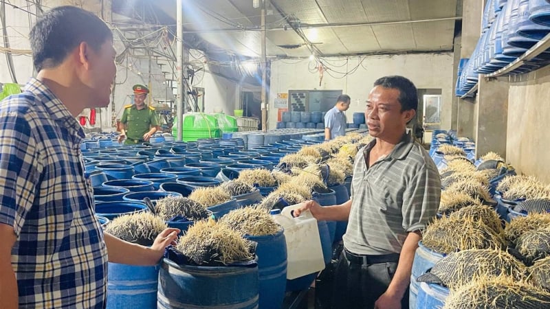 Khởi tố nhóm đối tượng sản xuất 350 tấn giá đỗ 'tẩm' hóa chất độc hại