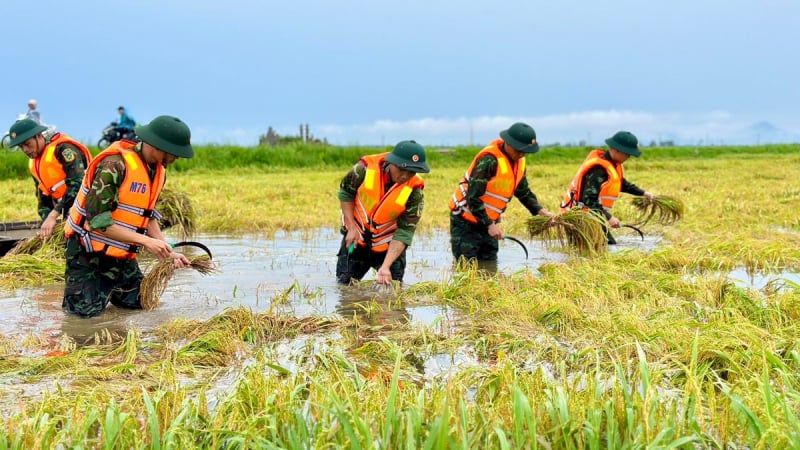 Hàng trăm cán bộ, chiến sĩ giúp dân gặt lúa ‘chạy lũ’
