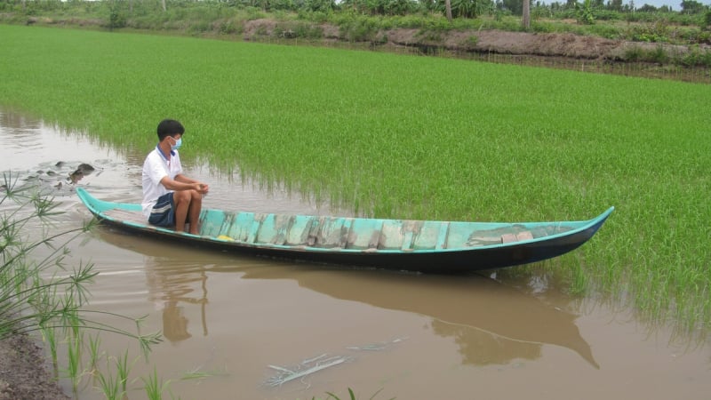 Cà Mau: Hơn 4.000 ha lúa hè thu bị ngập do mưa kéo dài