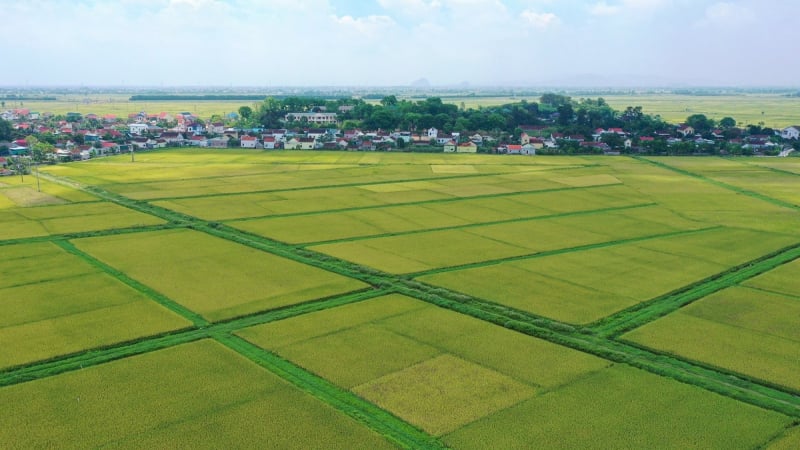 Thuế đất nông nghiệp được miễn thêm 5 năm, kéo dài tới hết 2030