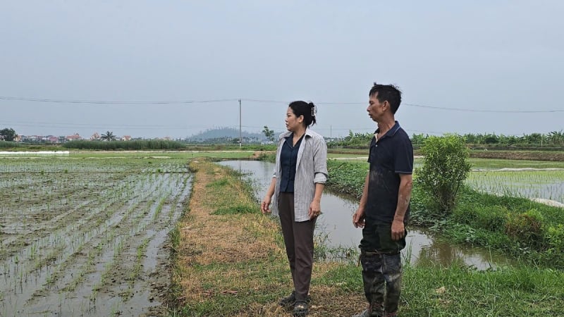 Hơn 100.000 ha cây trồng tại Hải Phòng bị bão đe dọa