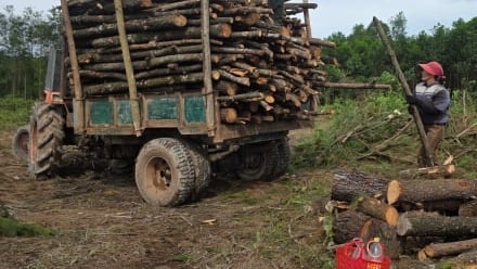 Rừng thông hàng chục năm tuổi bị chặt hạ