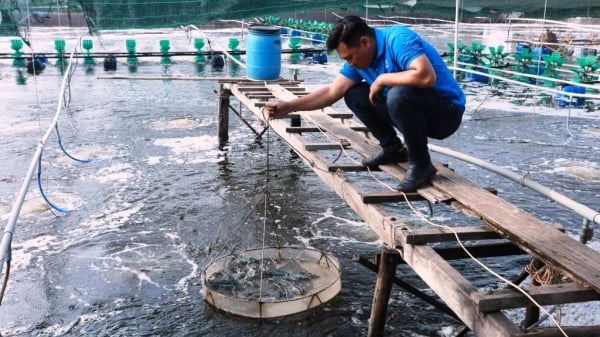 Nuôi tôm công nghệ cao ở Thanh Hóa dự kiến tăng lên 250ha