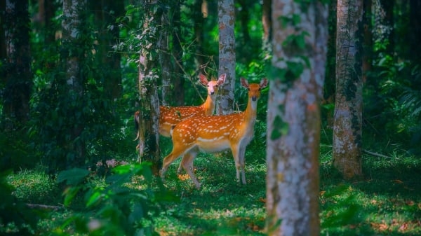Mở bán vé tour đêm khám phá Vườn quốc gia Cúc Phương