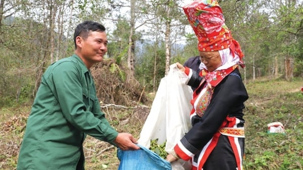 Trồng hồi ghép rút ngắn thời gian thu hoạch từ 5 đến 7 năm