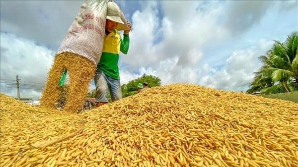 194 gói thầu mua 220.000 tấn gạo dự trữ quốc gia