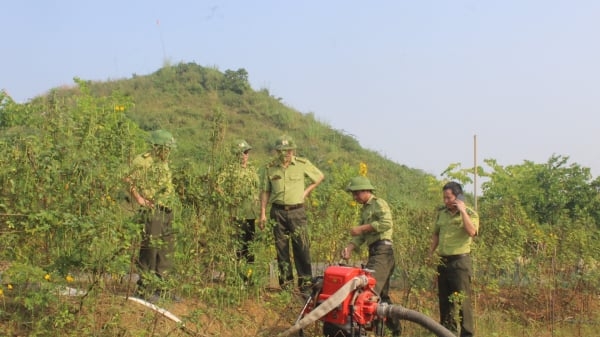 Nắng nóng diện rộng làm tăng nguy cơ cháy rừng
