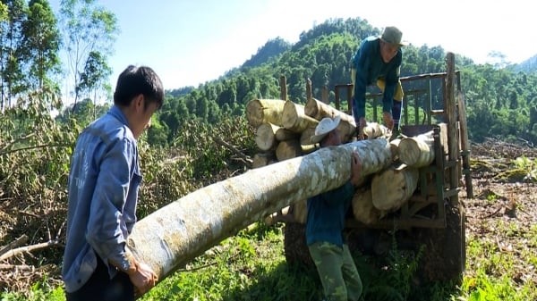 Bắc Kạn đặt mục tiêu năm 2030 có 40.000ha rừng đạt chứng chỉ FSC