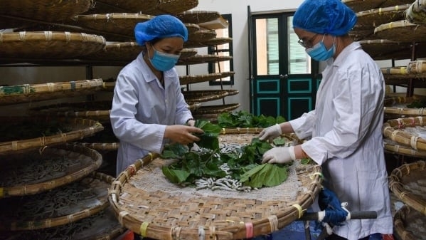 Cho tằm ăn bèo hoa dâu