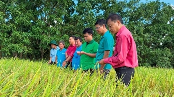 Mở rộng mô hình canh tác lúa theo 'quy trình Hợp Trí' lên 1.200 ha