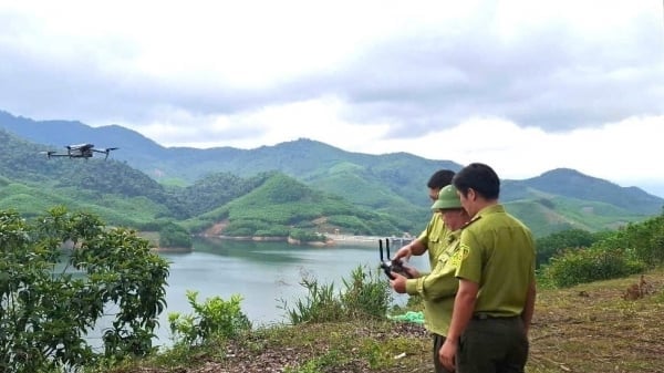 Bình Định 'canh phòng' gần 170.000 ha rừng có nguy cơ cháy cao
