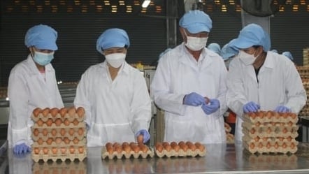 Tin đồn 'trứng gà giả' phá hoại ngành chăn nuôi