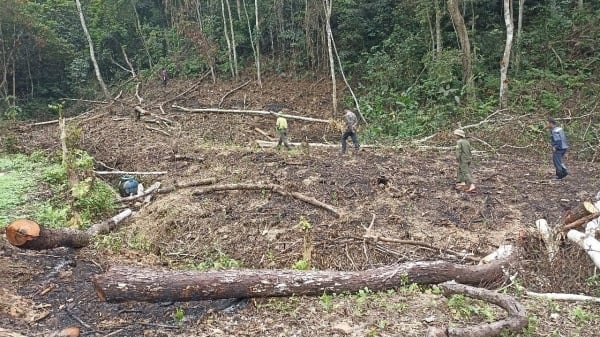 Làm rõ các đối tượng phá rừng phòng hộ ở Thái Nguyên