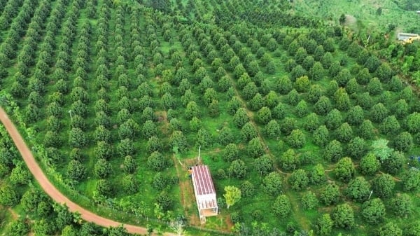 Thủ tướng chỉ đạo các bộ ngành, địa phương chủ động sản xuất, chế biến, tiêu thụ và xuất khẩu nông sản