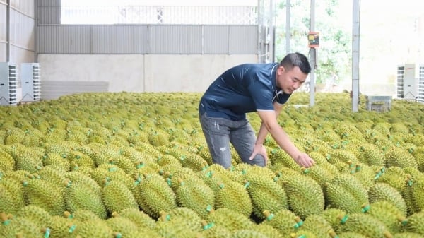 Đại biểu Quốc hội đề xuất các giải pháp thúc đẩy xuất khẩu nông sản