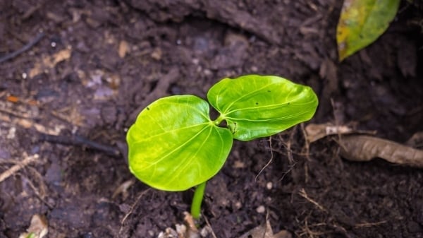 Trung Quốc dự kiến đầu tư vào quỹ bảo tồn rừng do Brazil đề xuất