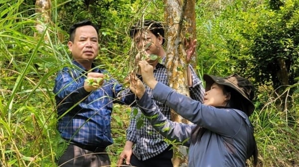 Quảng Ninh sẽ chi hơn 112 tỷ đồng/năm phát triển lâm nghiệp bền vững