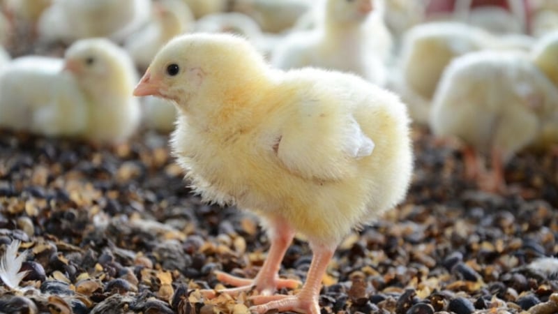 Upholding vaccination standards for day-old chicks in the hatchery