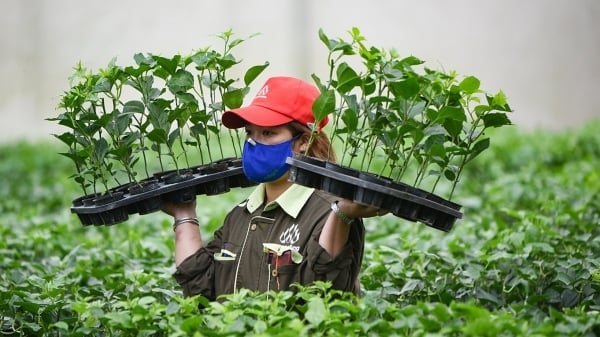 Gỡ nút thắt về giống, tạo cú hích công nghệ cho trái cây có lợi thế
