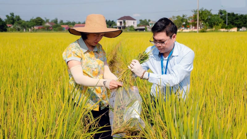Lúa hữu cơ Quảng Trị 'đắt hàng'