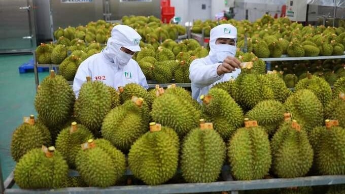 Sầu riêng trở lại đường đua, mở lối cho xuất khẩu rau quả