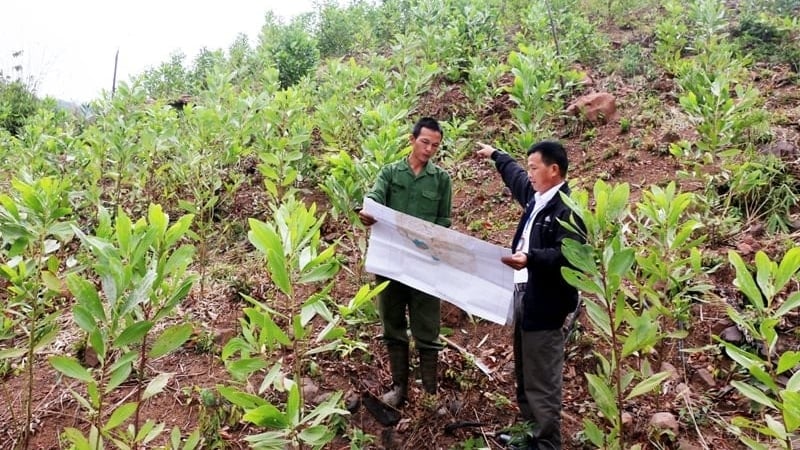 Đề xuất sửa đổi thủ tục giao đất không thu tiền đồng thời với giao rừng