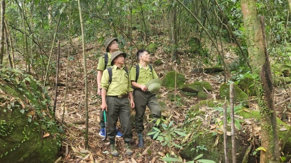 Những bước chân không dấu xuyên đại ngàn Quảng Nam Châu