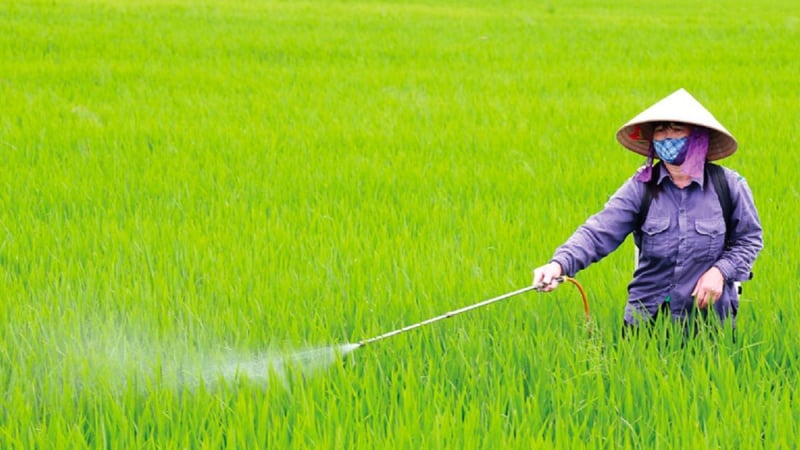 Thời tiết nông vụ ngày 13/05/2025: Miền Bắc đẹp trời, phòng bệnh cho lúa xuân