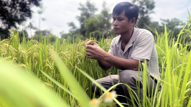 Bảo tồn lúa Ra Dư là giữ gìn văn hóa người Pa Kô Vân Kiều