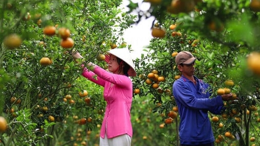 Thời tiết nông vụ ngày 12/06/2026: Miền Bắc oi bức, miền Nam có mưa dông