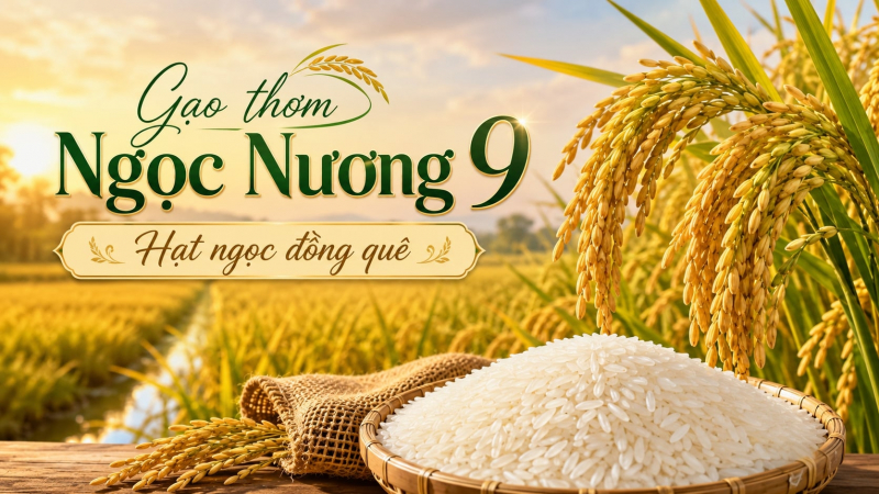 Gạo thơm mới Ngọc Nương 9 - Hạt ngọc đồng quê