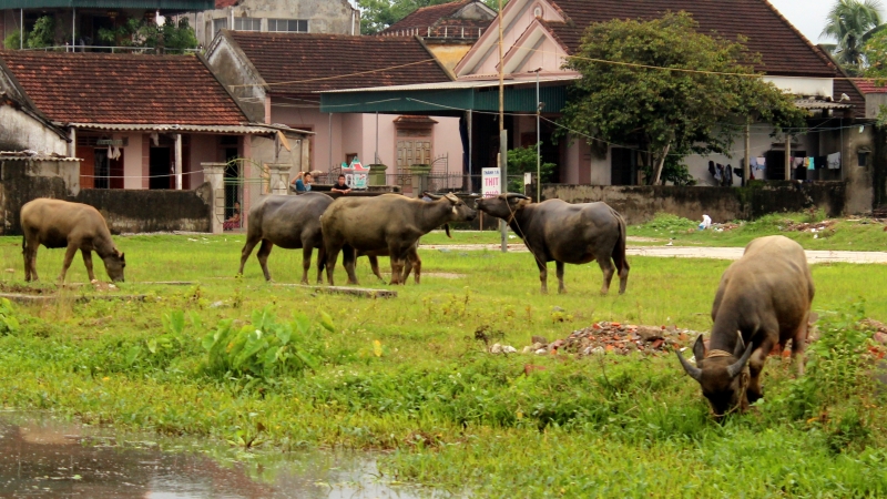 nongnghiep.vn