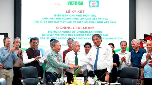 Ngành đất và phân bón hợp sức hỗ trợ ngành lúa gạo phát triển bền vững