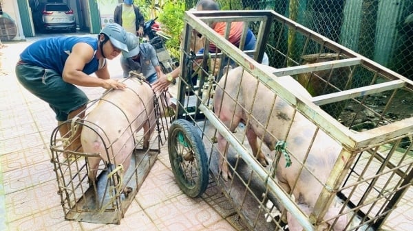 Người nuôi heo có lời nhưng vẫn dè dặt tái đàn