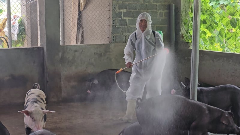 Rủi ro dịch bệnh bùng phát vì... tiếc tiền tiêm vaccine cho gia súc