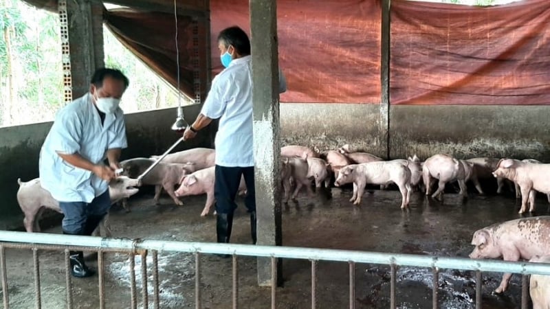 Lo đứt gãy hệ thống thú y: [Bài cuối] Mong muốn có trạm liên vùng