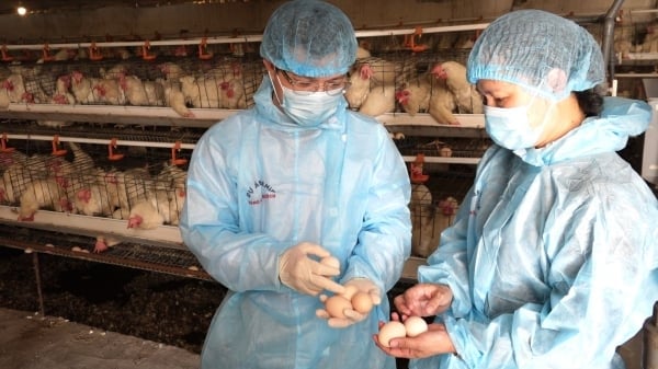 Nuôi gà đẻ trứng áp dụng công nghệ tự động hiện đại