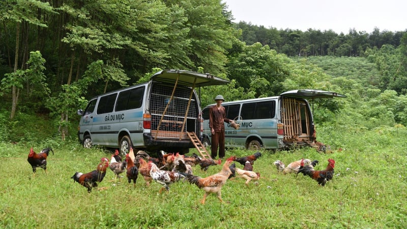 Người chăn gà du mục và ước mơ thay đổi hình ảnh nông dân Việt