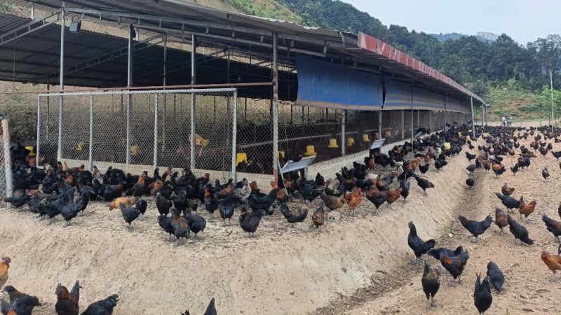 Nuôi gà an toàn sinh học, tạo môi trường tự nhiên để phòng chống dịch bệnh