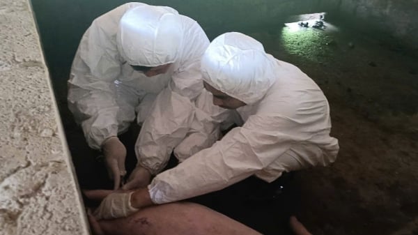 Chủ động giám sát ngăn dịch tả lợn Châu Phi lây lan