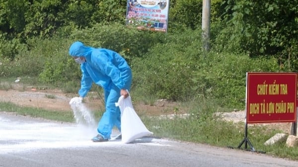 Quảng Trị tiêu hủy trên 170 tấn lợn bị dịch tả lợn Châu Phi