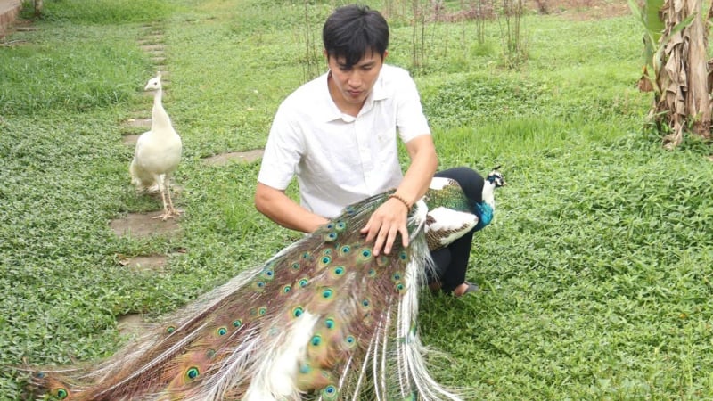 Thành công với mô hình nuôi chim công cảnh và cơ duyên với số 5