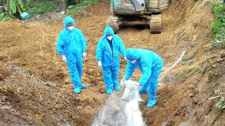 Chống dịch tả lợn Châu Phi: Chính sách đã đủ, chỉ thiếu sự quyết liệt