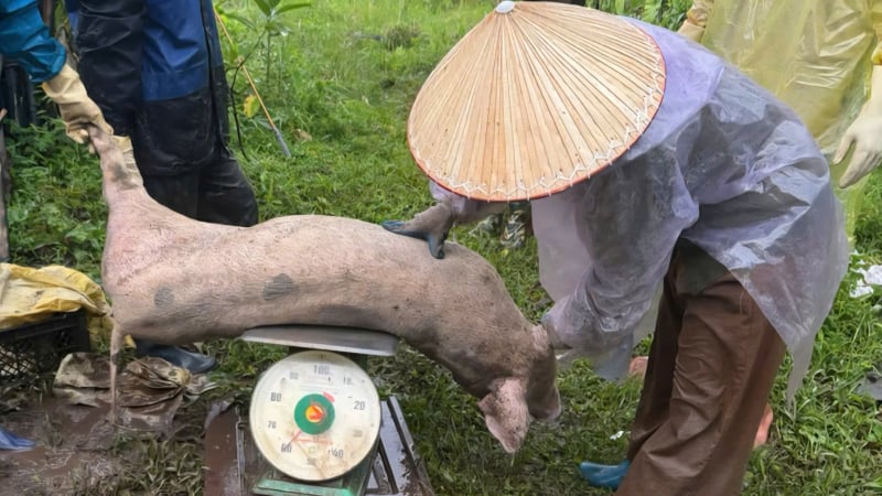 9 tấn lợn của 19 hộ chăn nuôi bị tiêu hủy vì dịch tả Châu Phi